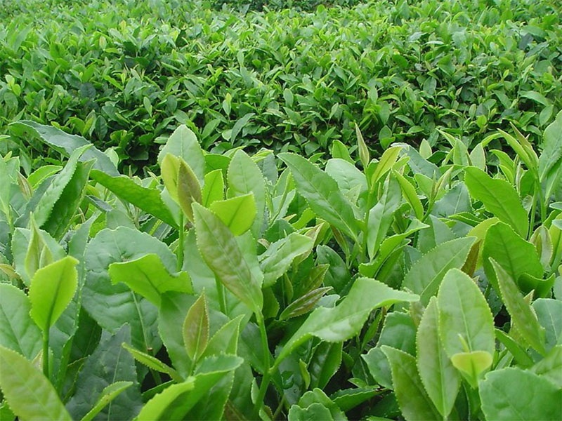 中国农业的出路：从1．0向4．0演进